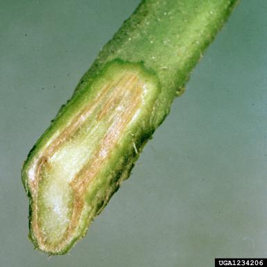 Tracheofusariosi da Fusarium