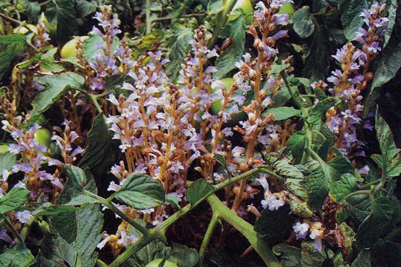 Orobanche