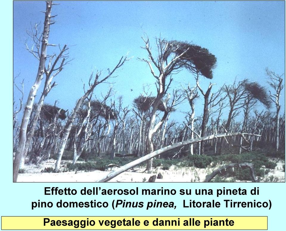 (Pinus pinea, Litorale