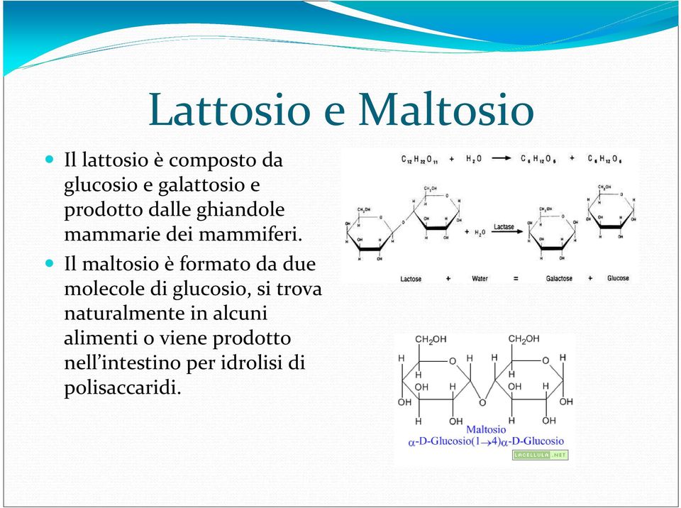 Il maltosio è formato da due molecole di glucosio, si trova