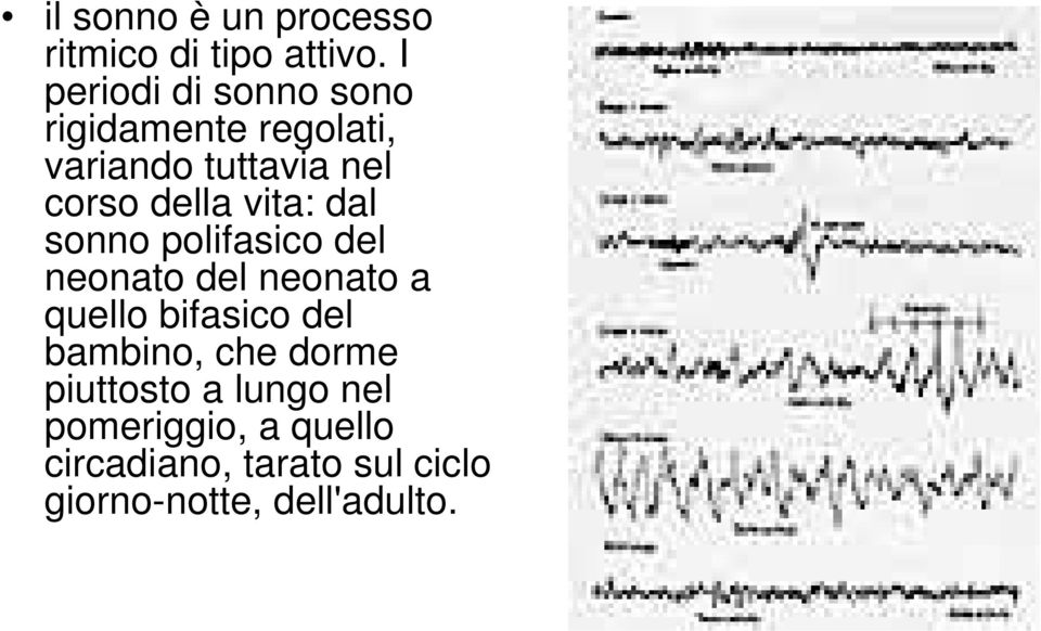 vita: dal sonno polifasico del neonato del neonato a quello bifasico del