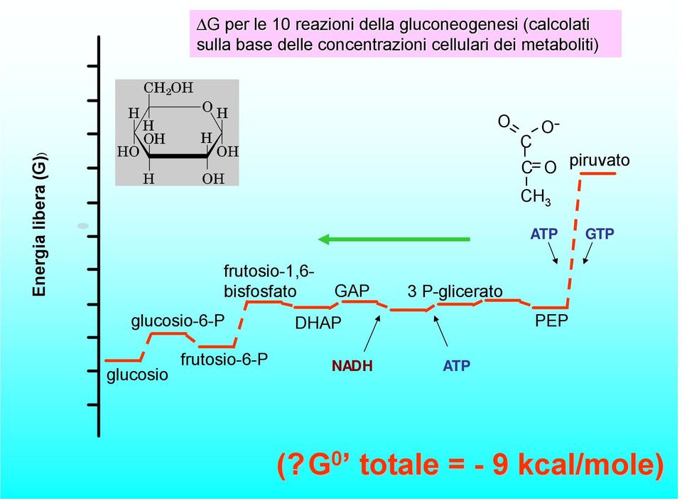 glucosio-6-p frutosio-1,6- bisfosfato GAP 3 P-glicerato DHAP O O- C C O
