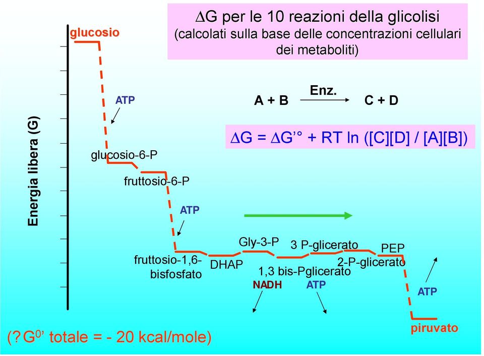 C + D Energia libera (G) glucosio-6-p fruttosio-6-p ATP G = G + RT ln ([C][D] / [A][B])