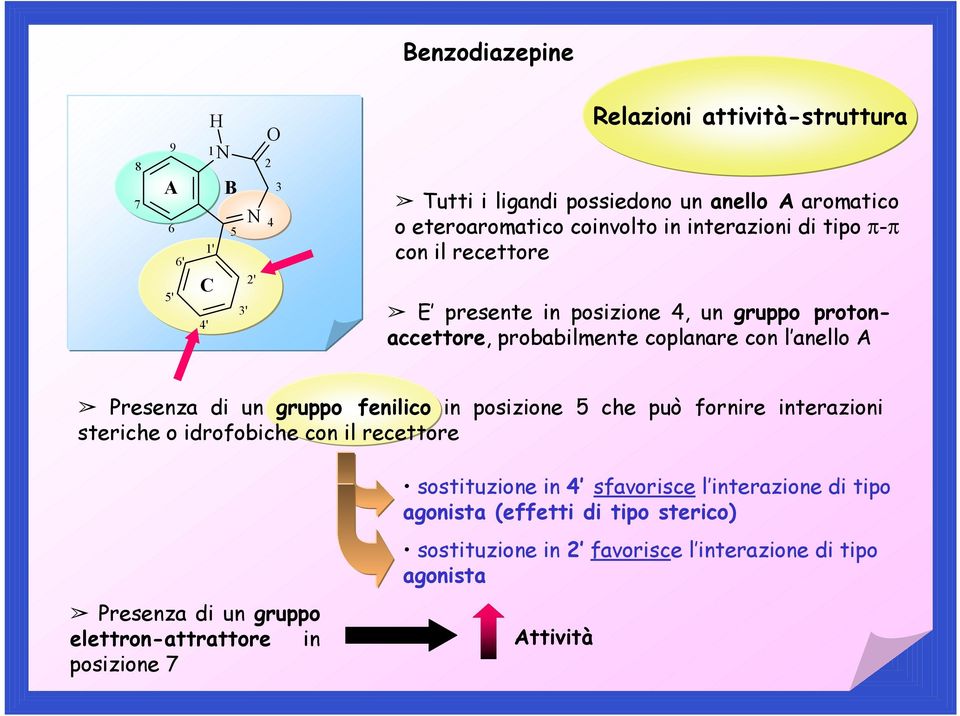 di un gruppo fenilico in posizione 5 che può fornire interazioni steriche o idrofobiche con il recettore sostituzione in 4 sfavorisce l interazione di tipo