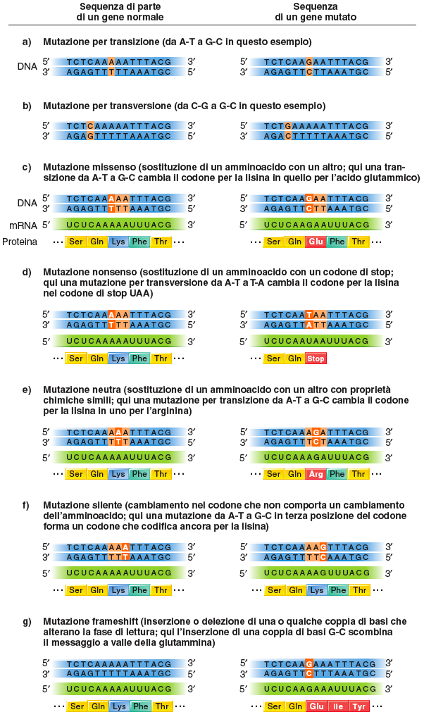 Classificazione delle mutazioni