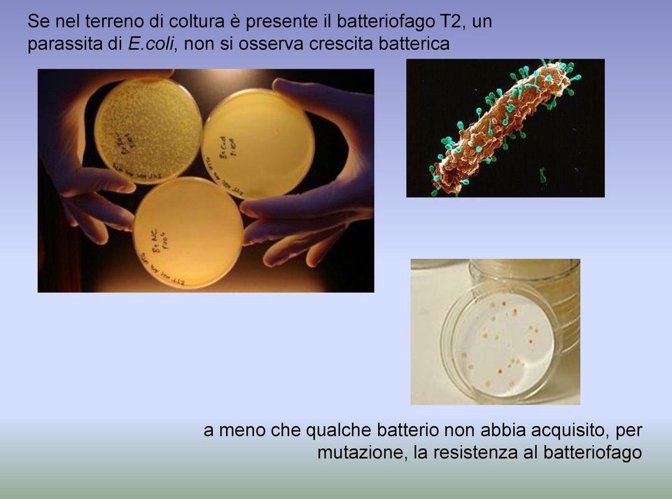 coli, non si osserva crescita batterica a meno che