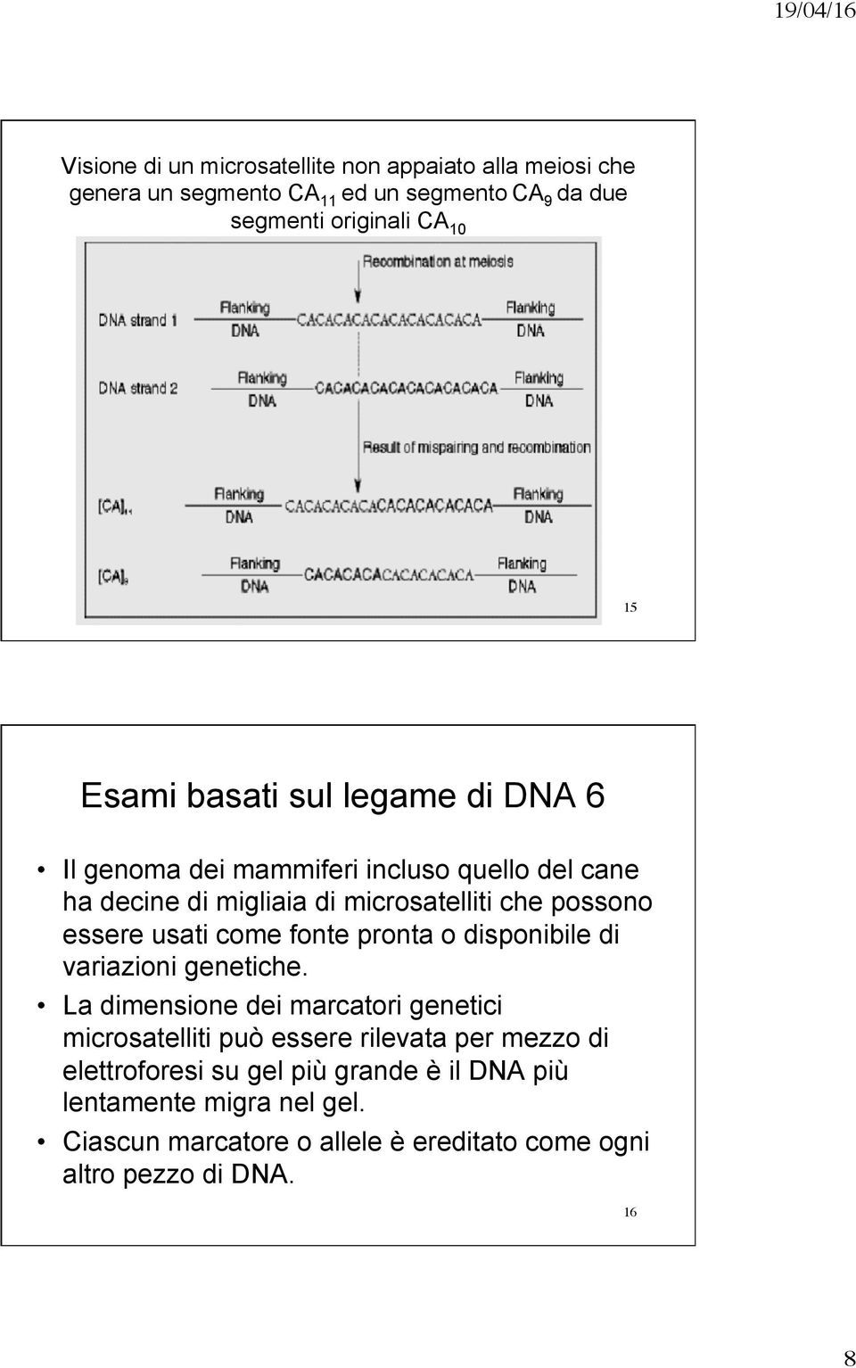 usati come fonte pronta o disponibile di variazioni genetiche.