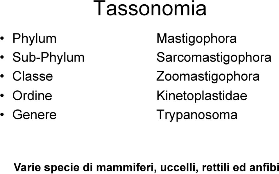 Zoomastigophora Kinetoplastidae Trypanosoma