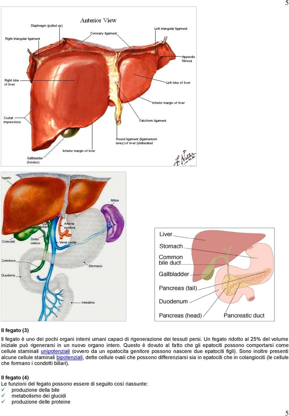 Questo è dovuto al fatto che gli epatociti possono comportarsi come cellule staminali unipotenziali (ovvero da un epatocita genitore possono nascere due epatociti figli).