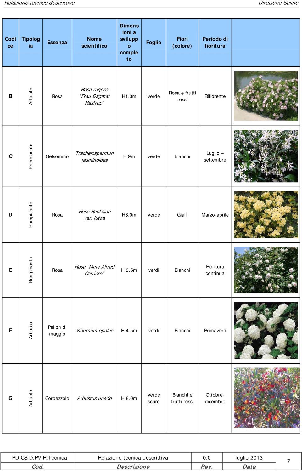 0m verde Rosa e frutti rossi Rifiorente C Rampicante Gelsomino Trachelospermun jasminoides H 9m verde Bianchi Luglio settembre D Rampicante Rosa Rosa