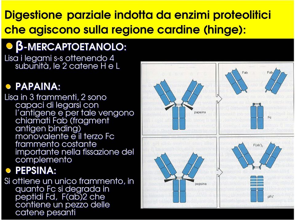 vengono chiamati Fab (fragment antigen binding) monovalente e il terzo Fc frammento costante importante nella fissazione del