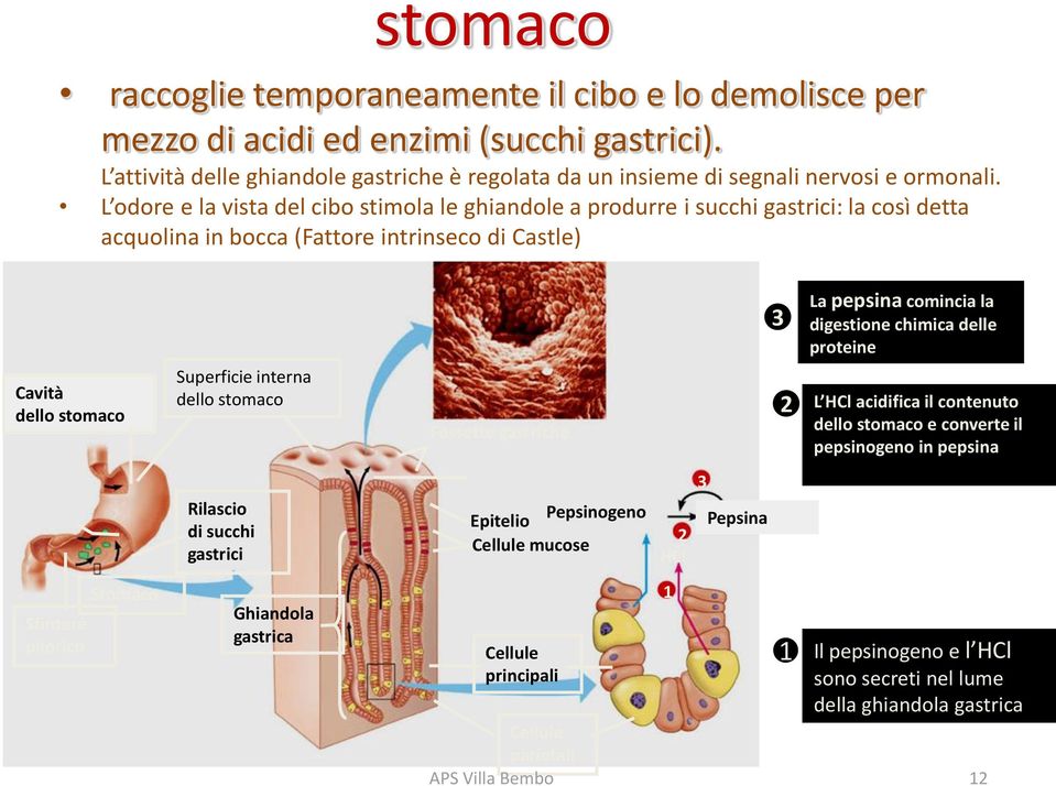 proteine Cavità dello stomaco Superficie interna dello stomaco Fossette gastriche 2 L HCl acidifica il contenuto dello stomaco e converte il pepsinogeno in pepsina Rilascio di succhi gastrici