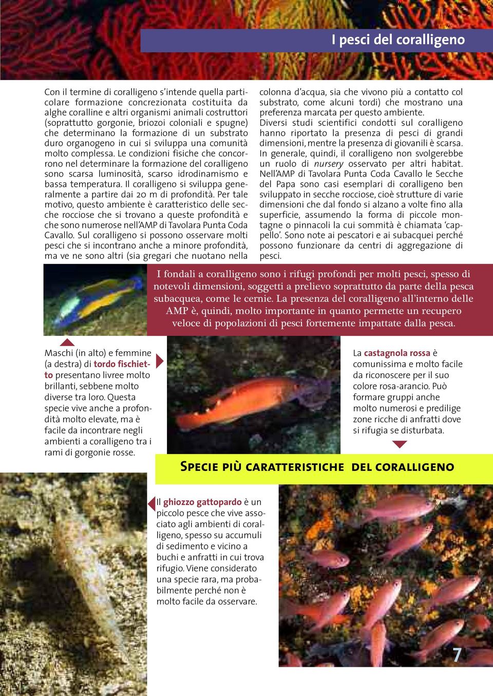 Le condizioni fisiche che concorrono nel determinare la formazione del coralligeno sono scarsa luminosità, scarso idrodinamismo e bassa temperatura.