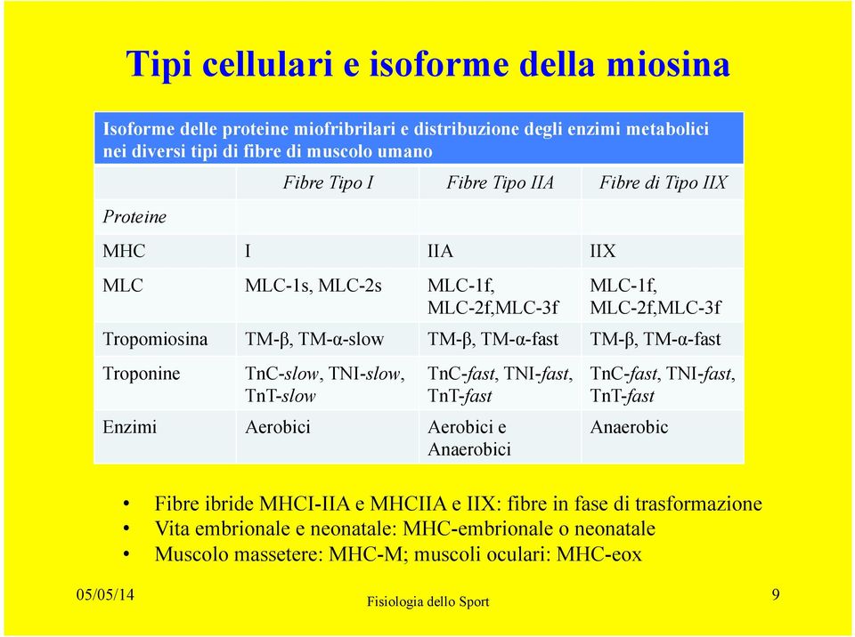 Troponine TnC-slow, TNI-slow, TnT-slow TnC-fast, TNI-fast, TnT-fast Enzimi Aerobici Aerobici e Anaerobici TnC-fast, TNI-fast, TnT-fast Anaerobic Fibre ibride MHCI-IIA e MHCIIA e