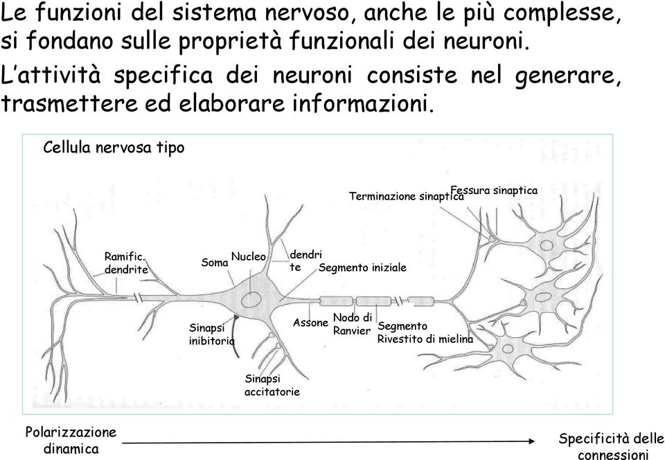 Cellula nervosa tipo in Fessura sinaptica Terminazione sinaptica Ramific.