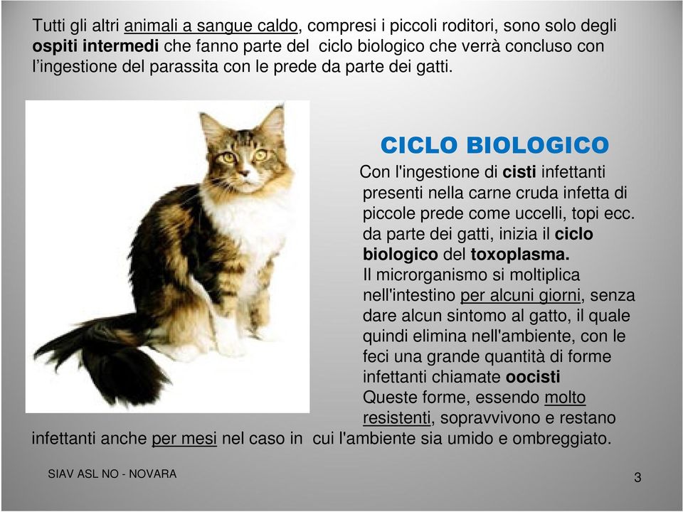 da parte dei gatti, inizia il ciclo biologico del toxoplasma.