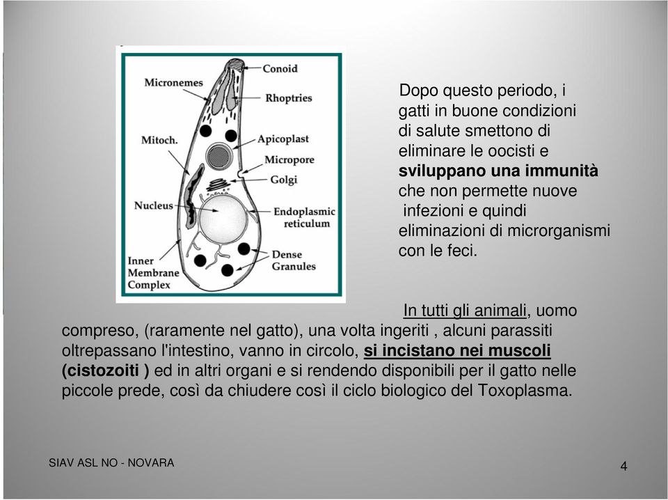 In tutti gli animali, uomo compreso, (raramente nel gatto), una volta ingeriti, alcuni parassiti oltrepassano l'intestino, vanno