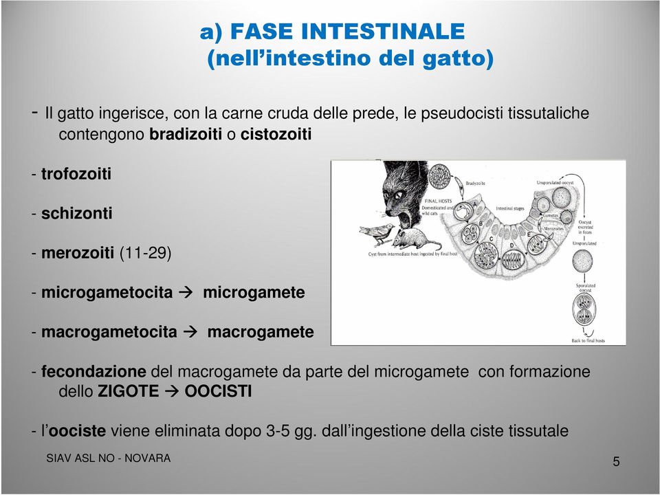 microgametocita microgamete - macrogametocita macrogamete - fecondazione del macrogamete da parte del