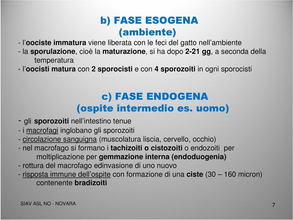 uomo) - gli sporozoiti nell intestino tenue - i macrofagi inglobano gli sporozoiti - circolazione sanguigna (muscolatura liscia, cervello, occhio) - nel macrofago si formano i