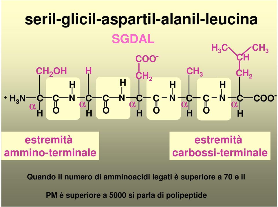 estremità carbossi-terminale Quando il numero di amminoacidi