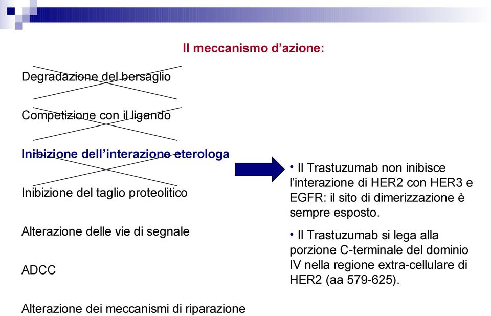 interazione di HER2 con HER3 e EGFR: il sito di dimerizzazione è sempre esposto.