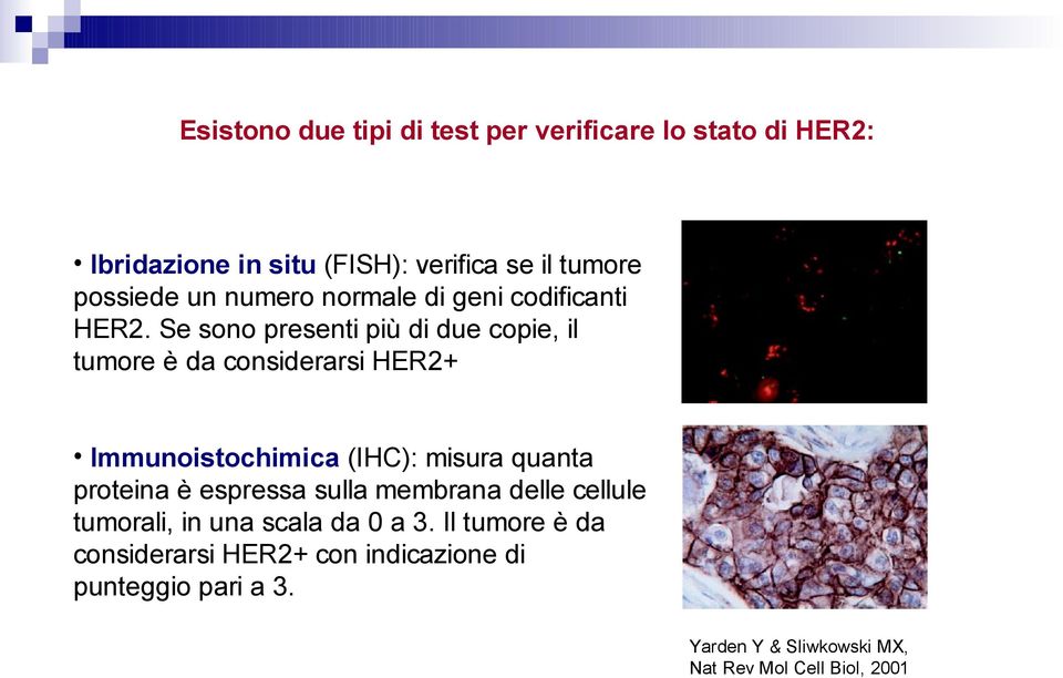 Se sono presenti più di due copie, il tumore è da considerarsi HER2+ Immunoistochimica (IHC): misura quanta proteina è
