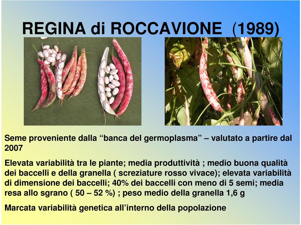 rosso vivace); elevata variabilità di dimensione dei baccelli; 40% dei baccelli con meno di 5 semi; media resa