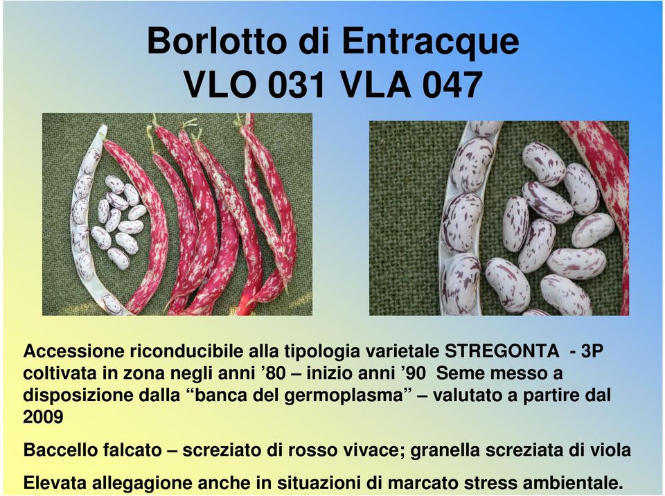 banca del germoplasma valutato a partire dal 2009 Baccello falcato screziato di rosso vivace;