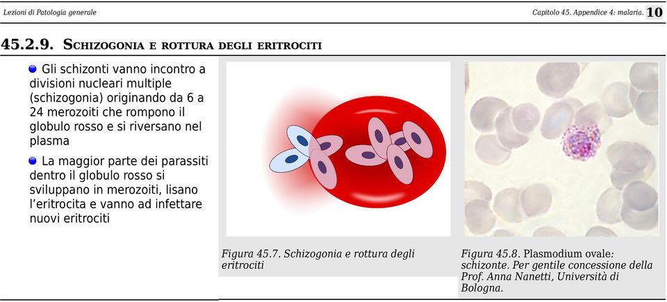 6 a 24 merozoiti che rompono il globulo rosso e si riversano nel plasma La maggior parte dei parassiti dentro il globulo rosso