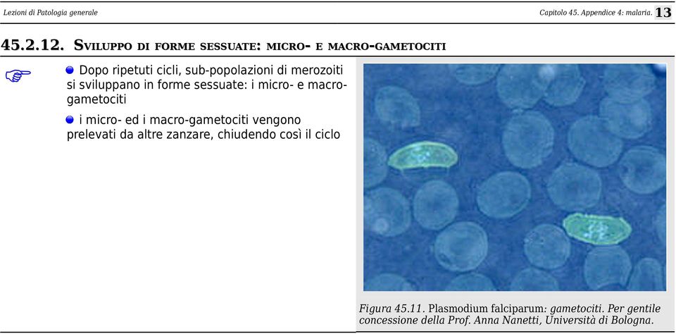 di merozoiti si sviluppano in forme sessuate: i micro- e macrogametociti i micro- ed i