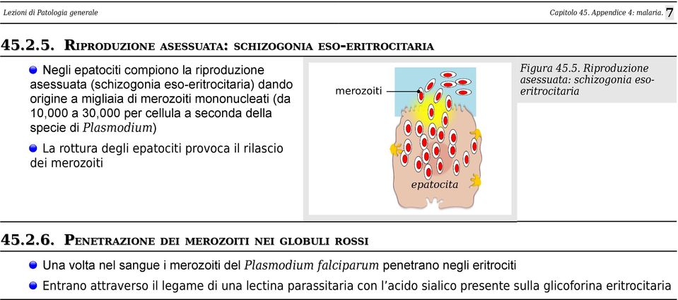 5. Riproduzione asessuata: schizogonia esoeritrocitaria La rottura degli epatociti provoca il rilascio dei merozoiti 45.2.6.