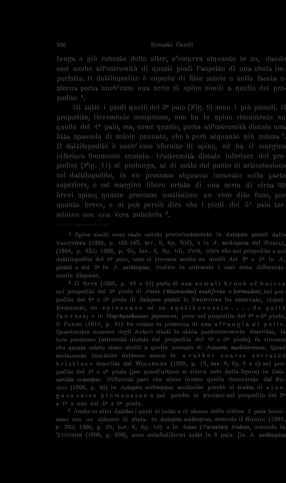 Il propodite, lievemente compresso, non ha le spine riscontrate su quello del 4 paio, ma, come questo, porta all'estremità distale una fìtta spazzola di setole pennate, che è però alquanto più estesa