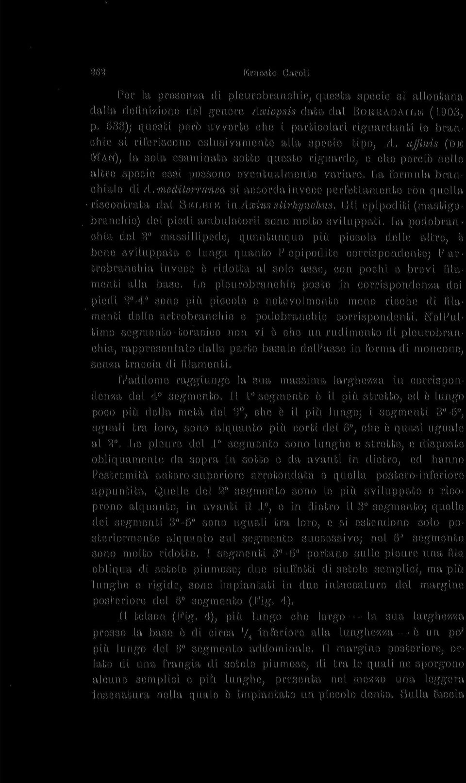 ctffinis (DB MAN), la sola esaminata sotto questo riguardo, e che perciò nelle altre specie essi possono eventualmente variare. La formula branchiale di A.