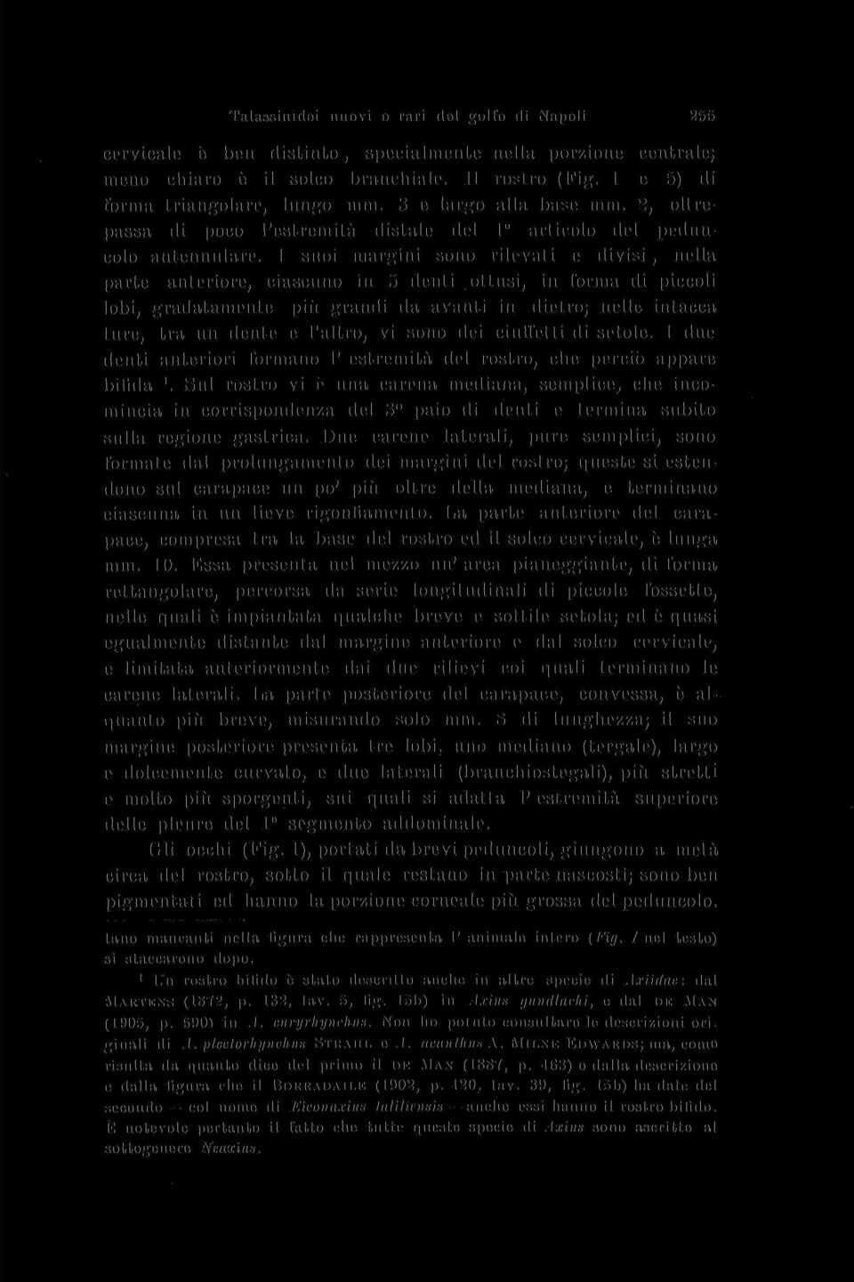 I suoi margini sono rilevati e divisi, nella parte anteriore, ciascuno in 5 denti ottusi, in forma di piccoli lobi, gradatamente più grandi da avanti in dietro; nelle intacca ture, tra un dente e