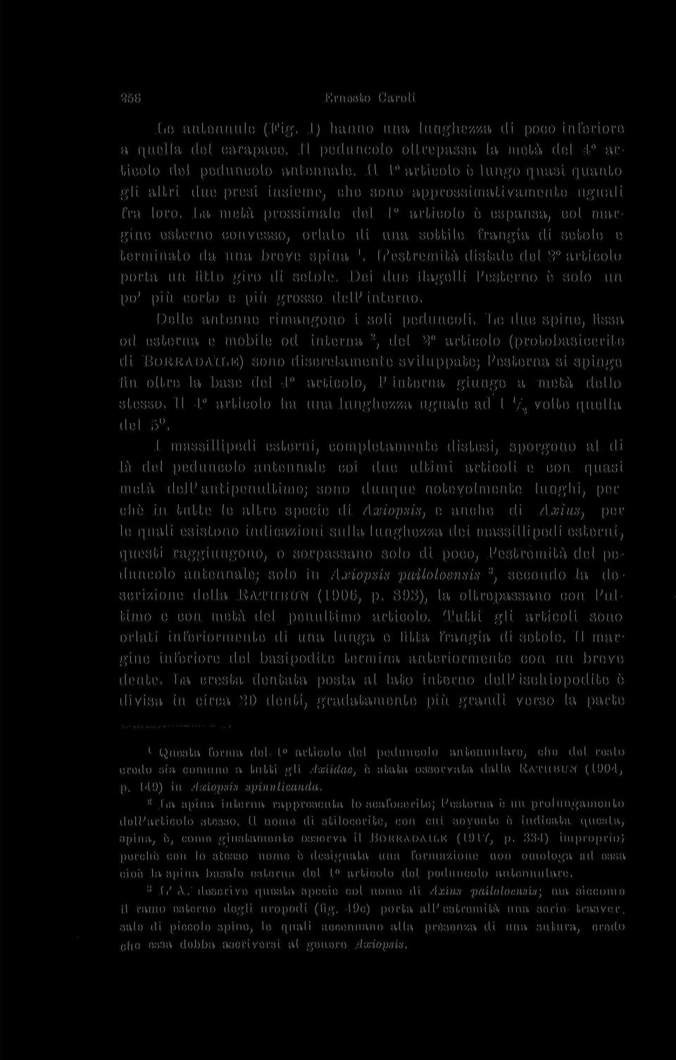 La metà prossimale del articolo è espansa, col margine esterno convesso, orlato di una sottile frangia di setole e terminato da una breve spina.