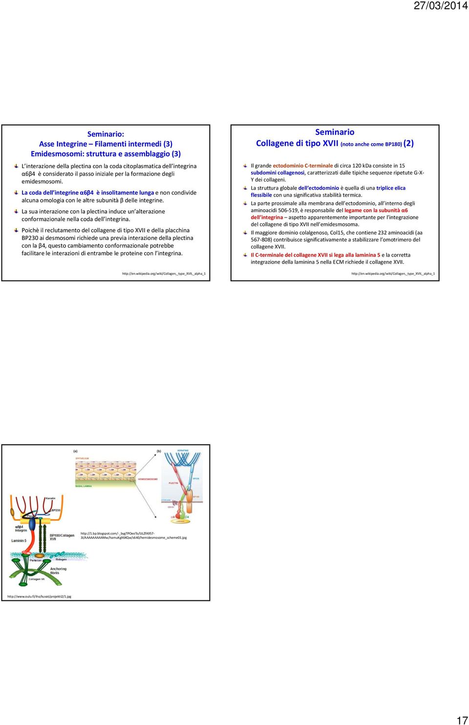 La sua interazione con la plectina induce un alterazione conformazionale nella coda dell integrina.