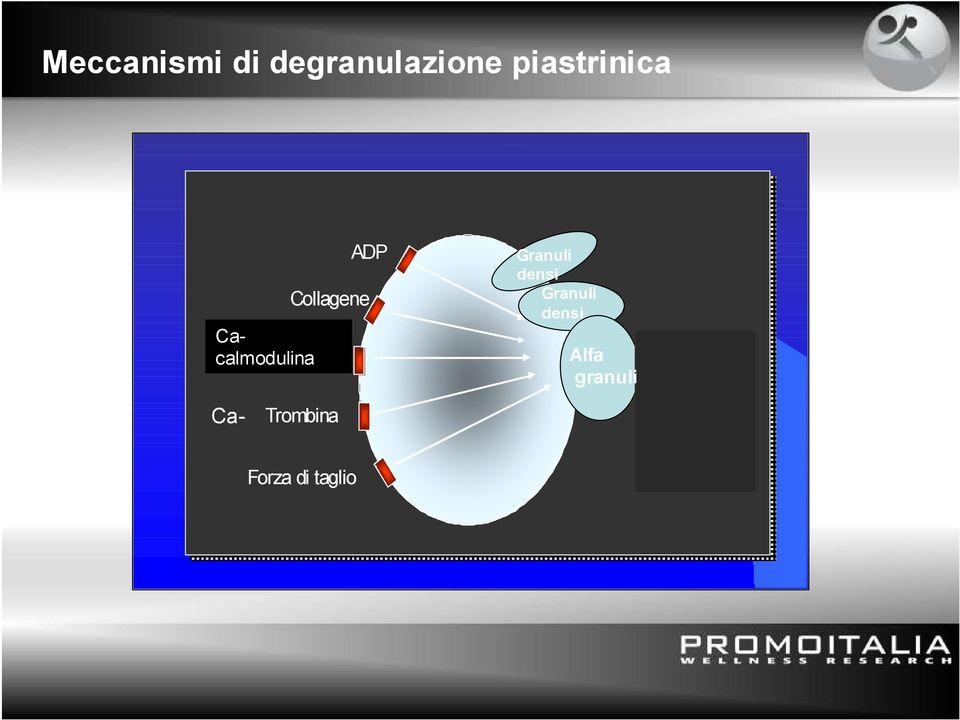 granuli GPIIb-IIIa ADP Collagene Cacalmodulina TXA2