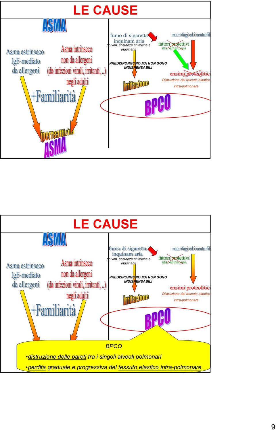 tra i singoli alveoli polmonari perdita graduale e progressiva del tessuto elastico intra-polmonare.