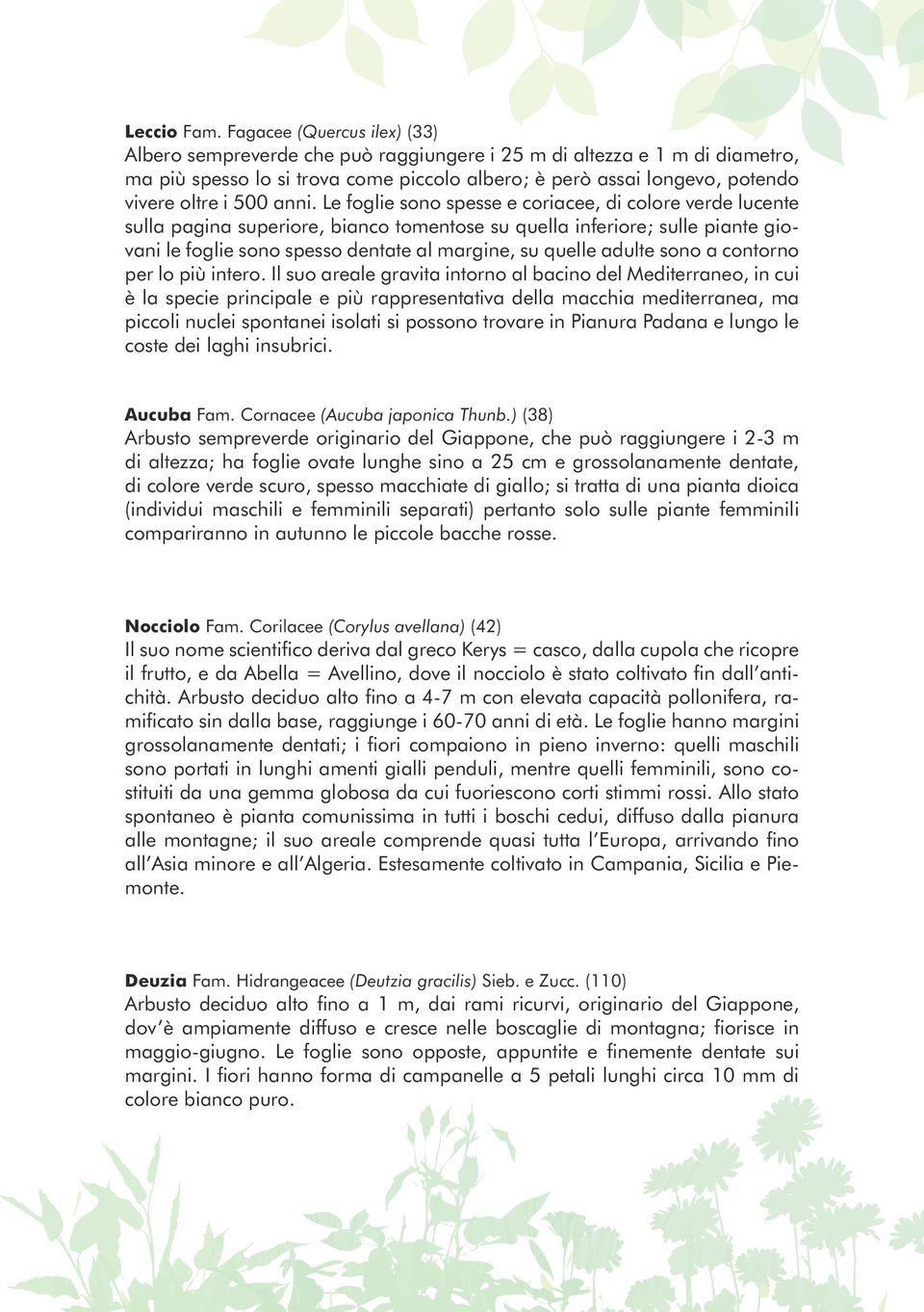 anni. Le foglie sono spesse e coriacee, di colore verde lucente sulla pagina superiore, bianco tomentose su quella inferiore; sulle piante giovani le foglie sono spesso dentate al margine, su quelle