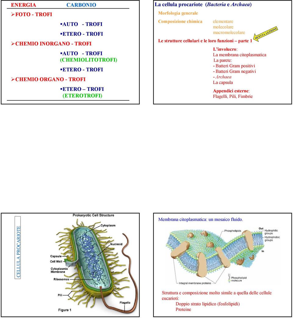 parete: - Batteri Gram positivi - Batteri Gram negativi - Archaea CHEMIO ORGANO - TROFI La capsula ETERO TROFI Appendici esterne: (ETEROTROFI) Flagelli, Pili, Fimbrie QUESTA