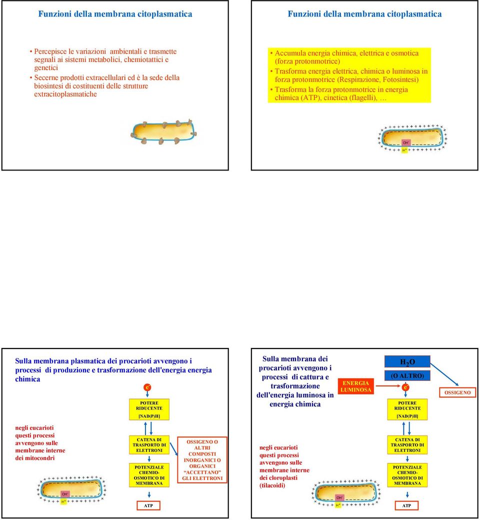 chimica o luminosa in forza protonmotrice (Respirazione, Fotosintesi) Trasforma la forza protonmotrice in energia chimica (ATP), cinetica (flagelli), Sulla membrana plasmatica dei procarioti