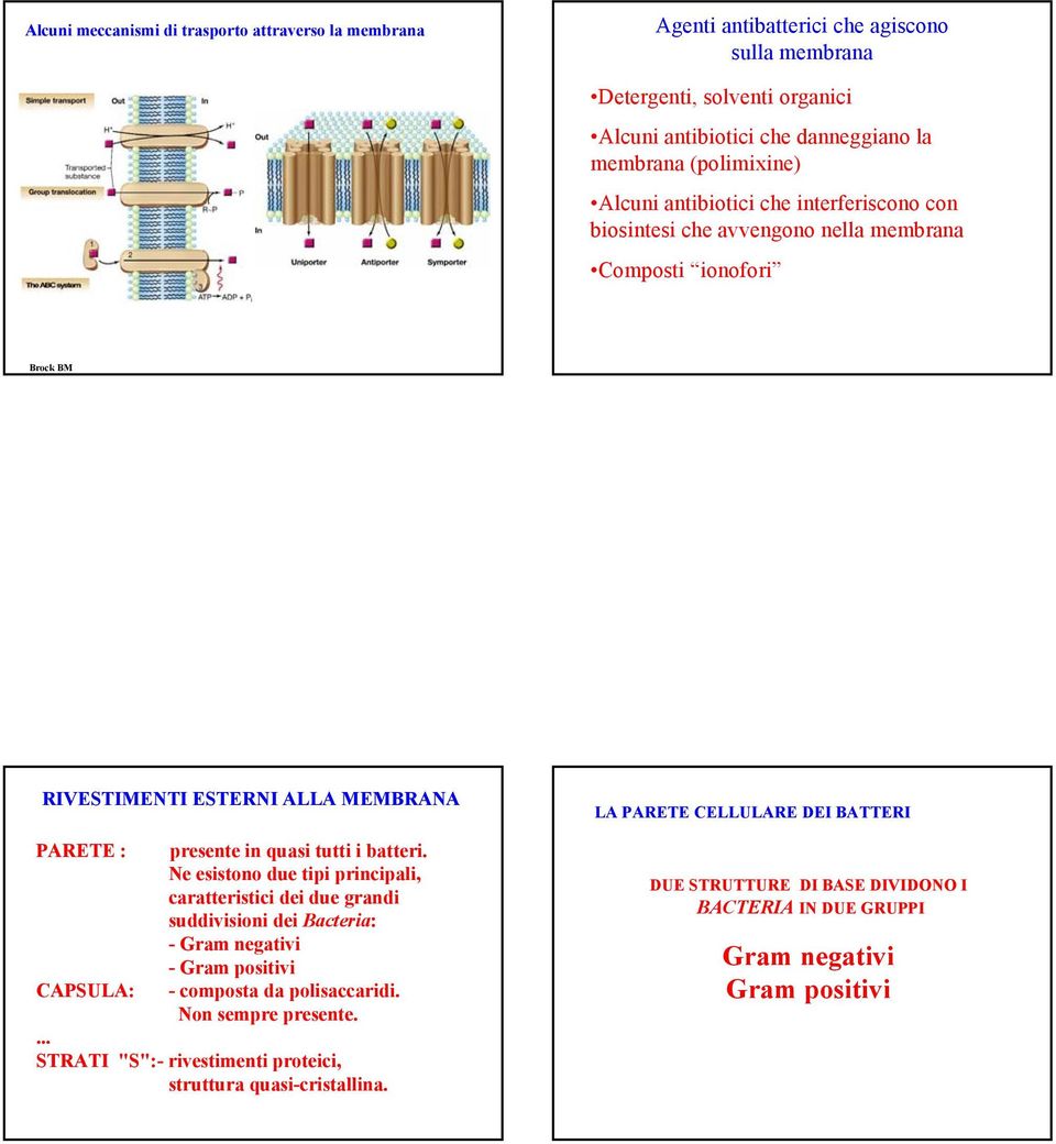 in quasi tutti i batteri. Ne esistono due tipi principali, caratteristici dei due grandi suddivisioni dei Bacteria: -Gram negativi -Gram positivi - composta da polisaccaridi.