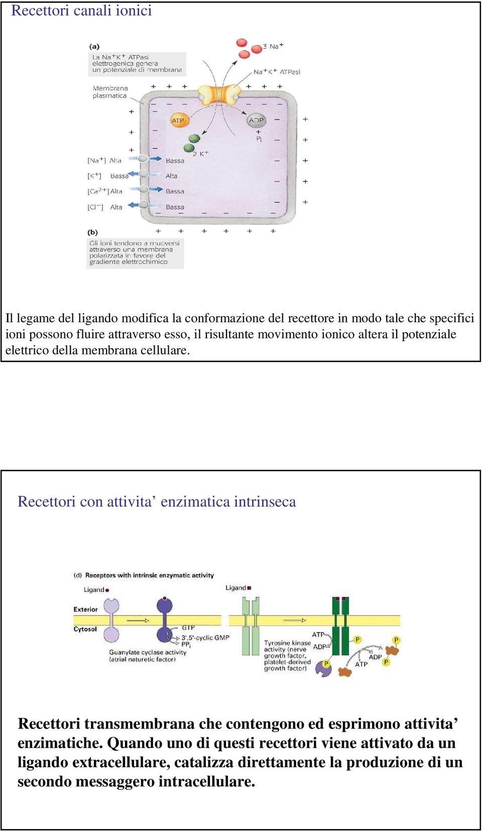 Recettori con attivita enzimatica intrinseca Recettori transmembrana che contengono ed esprimono attivita enzimatiche.