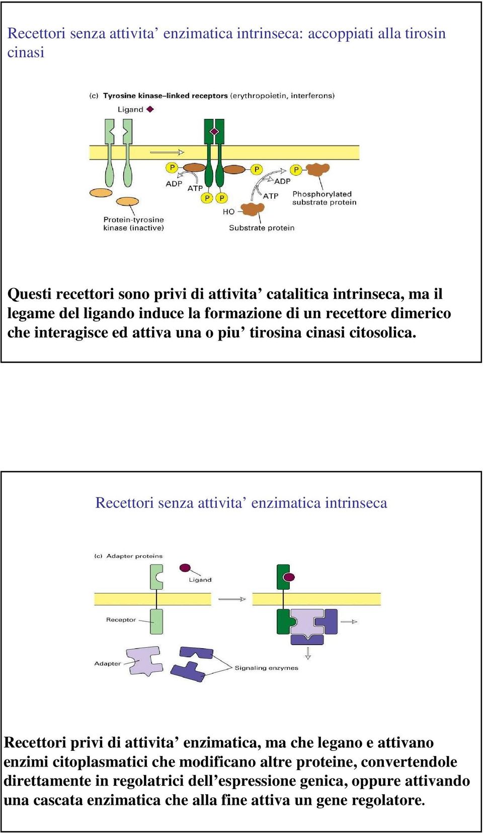 Recettori senza attivita enzimatica intrinseca Recettori privi di attivita enzimatica, ma che legano e attivano enzimi citoplasmatici che