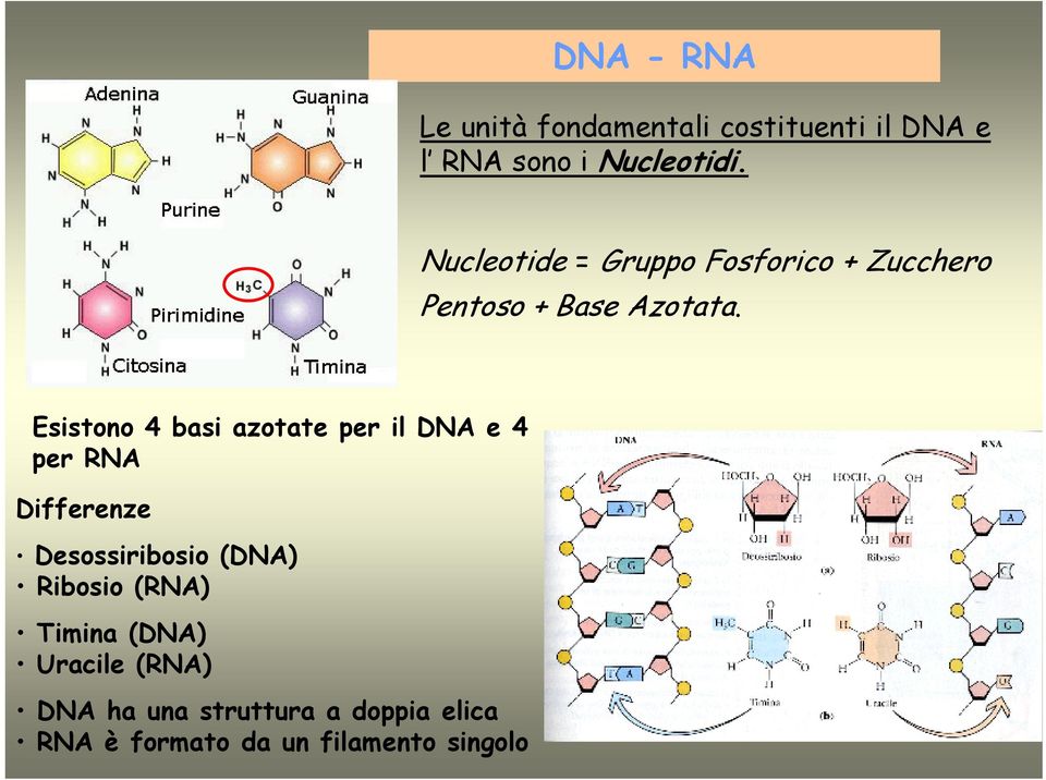 Esistono 4 basi azotate per il DNA e 4 per RNA Differenze Desossiribosio (DNA)