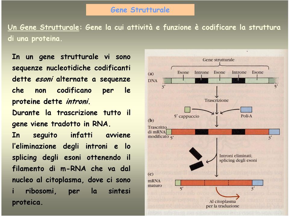 proteine dette introni. Durante la trascrizione tutto il gene viene tradotto in RNA.