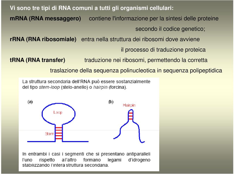 nella struttura dei ribosomi dove avviene il processo di traduzione proteica trna (RNA transfer)