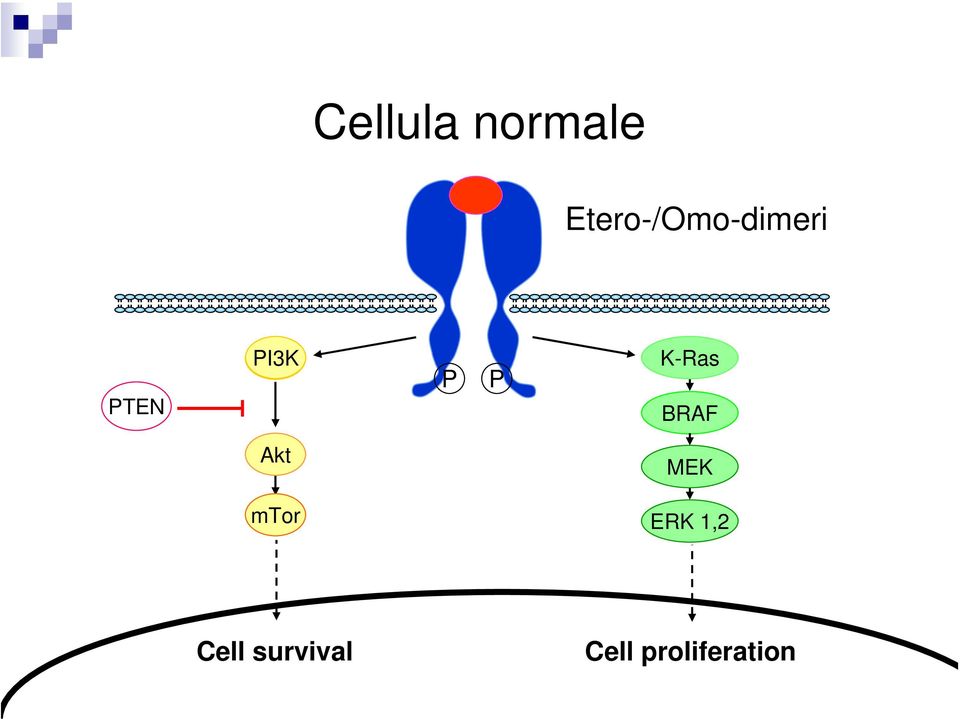 P P K-Ras BRAF Akt MEK mtor