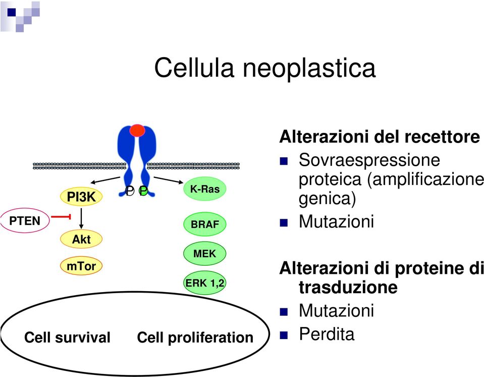 recettore Sovraespressione proteica (amplificazione genica)
