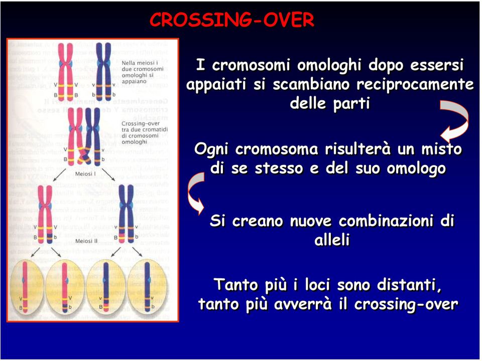 misto di se stesso e del suo omologo Si creano nuove combinazioni